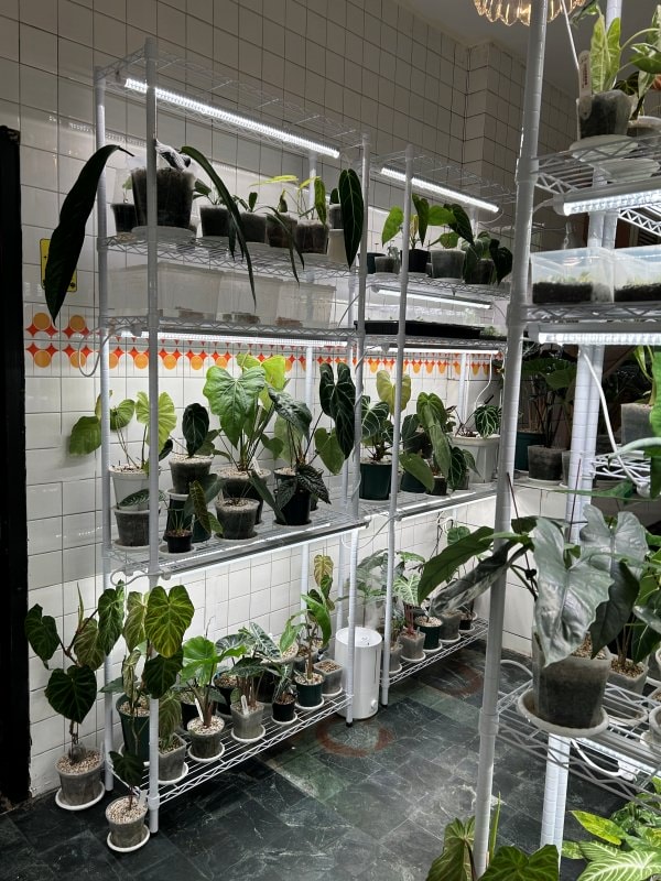 新竹|蕨蕨植栽咖啡店 - 第9張圖