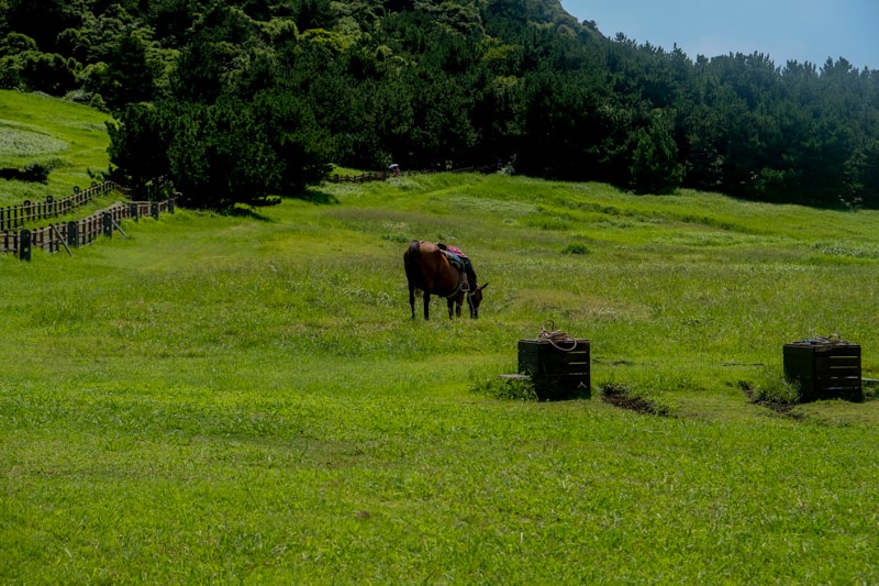 韓國｜濟州島 城山日出峰：世界自然遺產步道、交通方式、最佳參觀時間與周邊景點 全攻略一次掌握