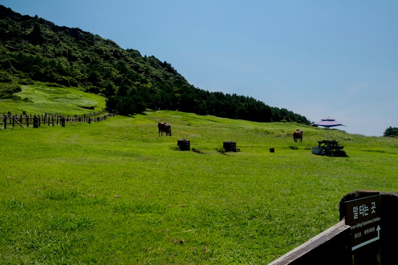 韓國｜濟州島 城山日出峰：世界自然遺產步道、交通方式、最佳參觀時間與周邊景點 全攻略一次掌握