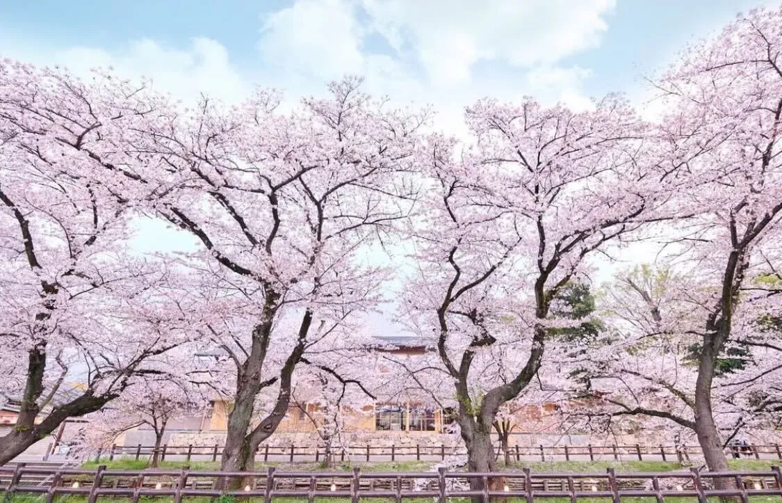 日本｜東京 川越：冰川神社攻1500年求姻緣聖地、釣鯛魚御神籤與風鈴祭完全指南