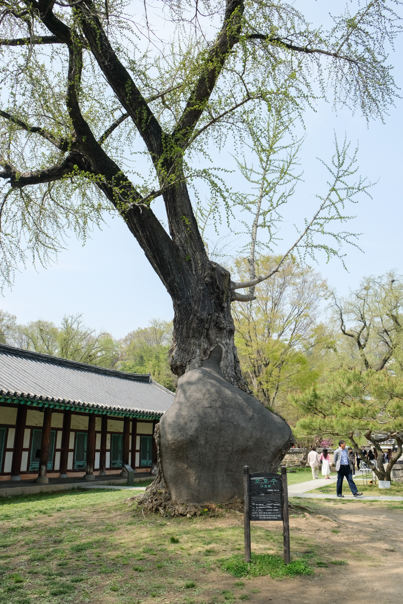 韓國|全州鄉校 전주향교:走進朝鮮時代的儒學校園,韓劇取景、韓屋村必訪古建築 - 第9張圖 韓國|全州鄉校 전주향교:走進朝鮮時代的儒學校園,韓劇取景、韓屋村必訪古建築